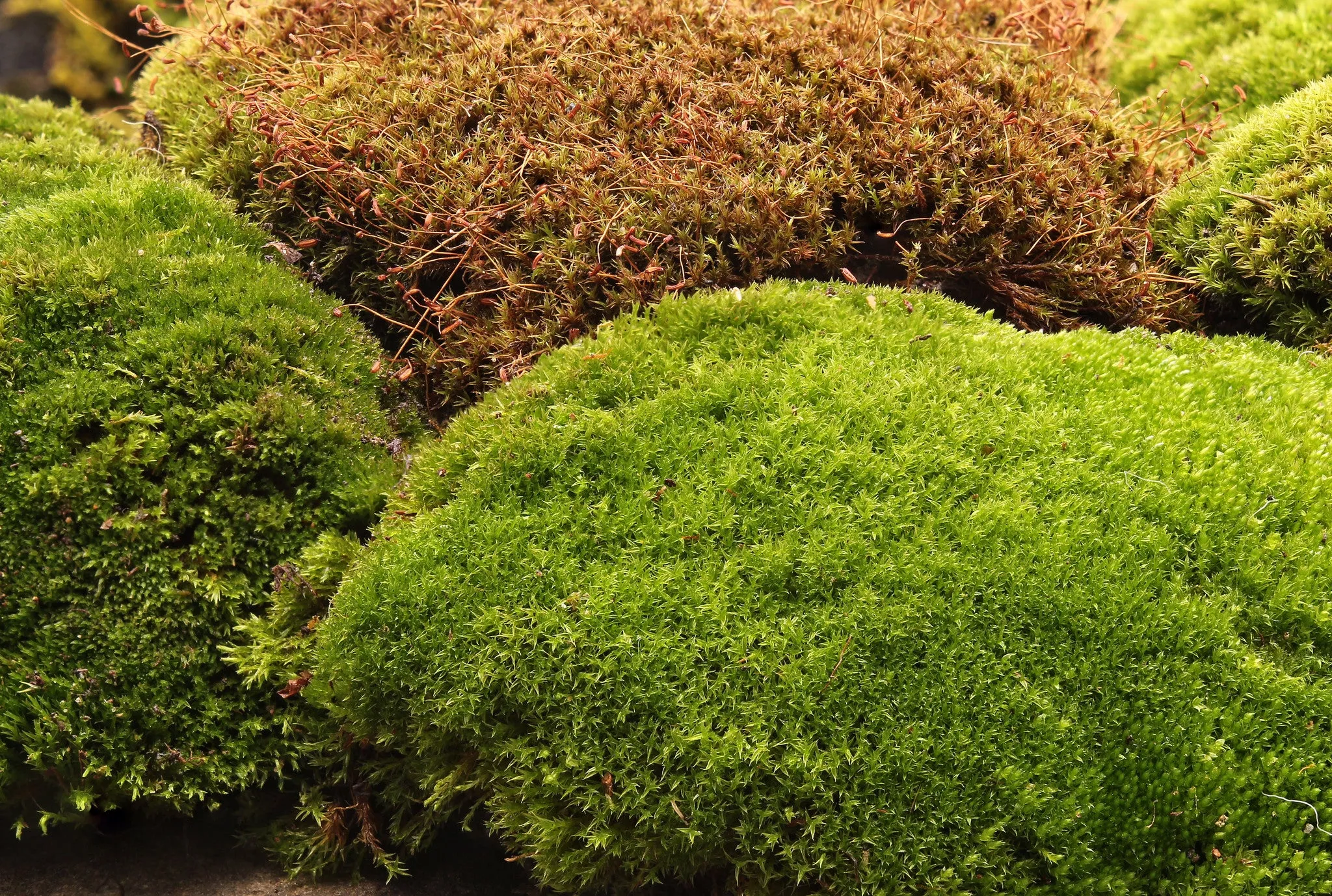 Ceratodon purpureus Tray -- Sun --           Rock walls, patios, moss features... and Bonsai! NEW INVENTORY