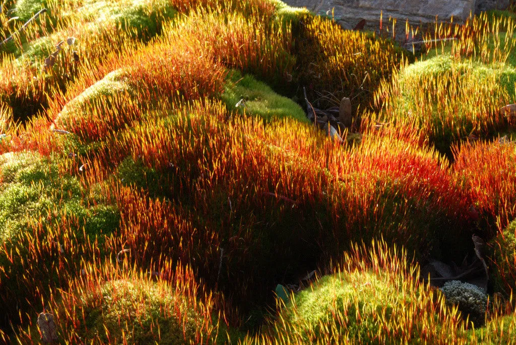 Ceratodon purpureus Tray -- Sun --           Rock walls, patios, moss features... and Bonsai! NEW INVENTORY